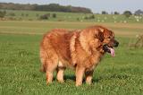 DOGUE DU TIBET 643